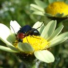 The Wonders Of Your Garden.