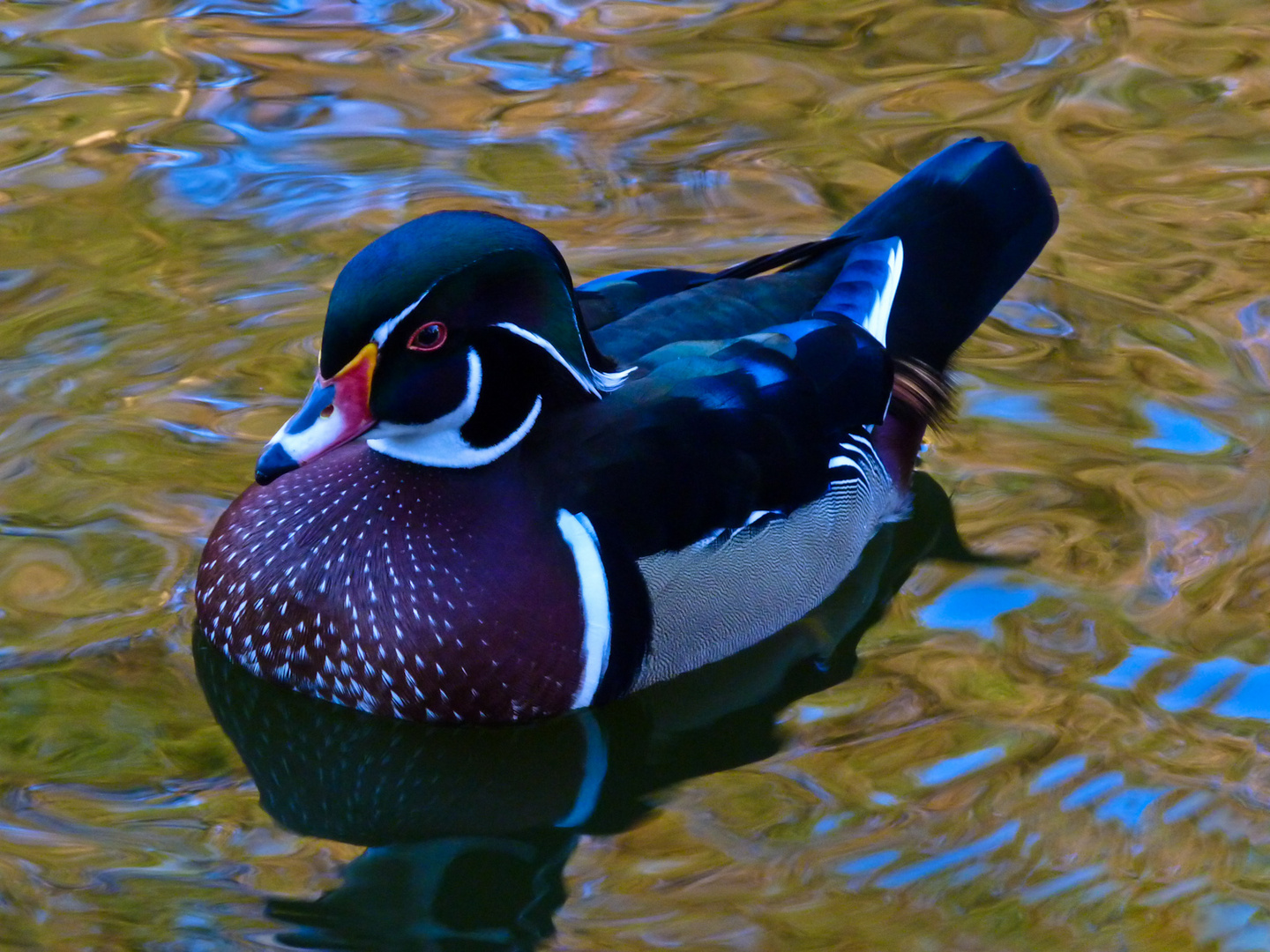 The Wood Duck