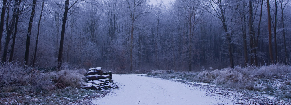 The Wood Pile