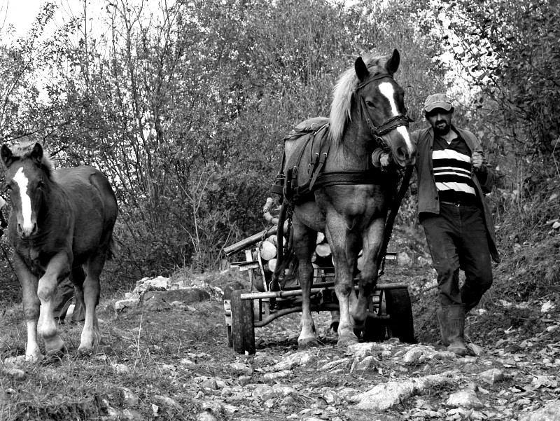 The woodcutter