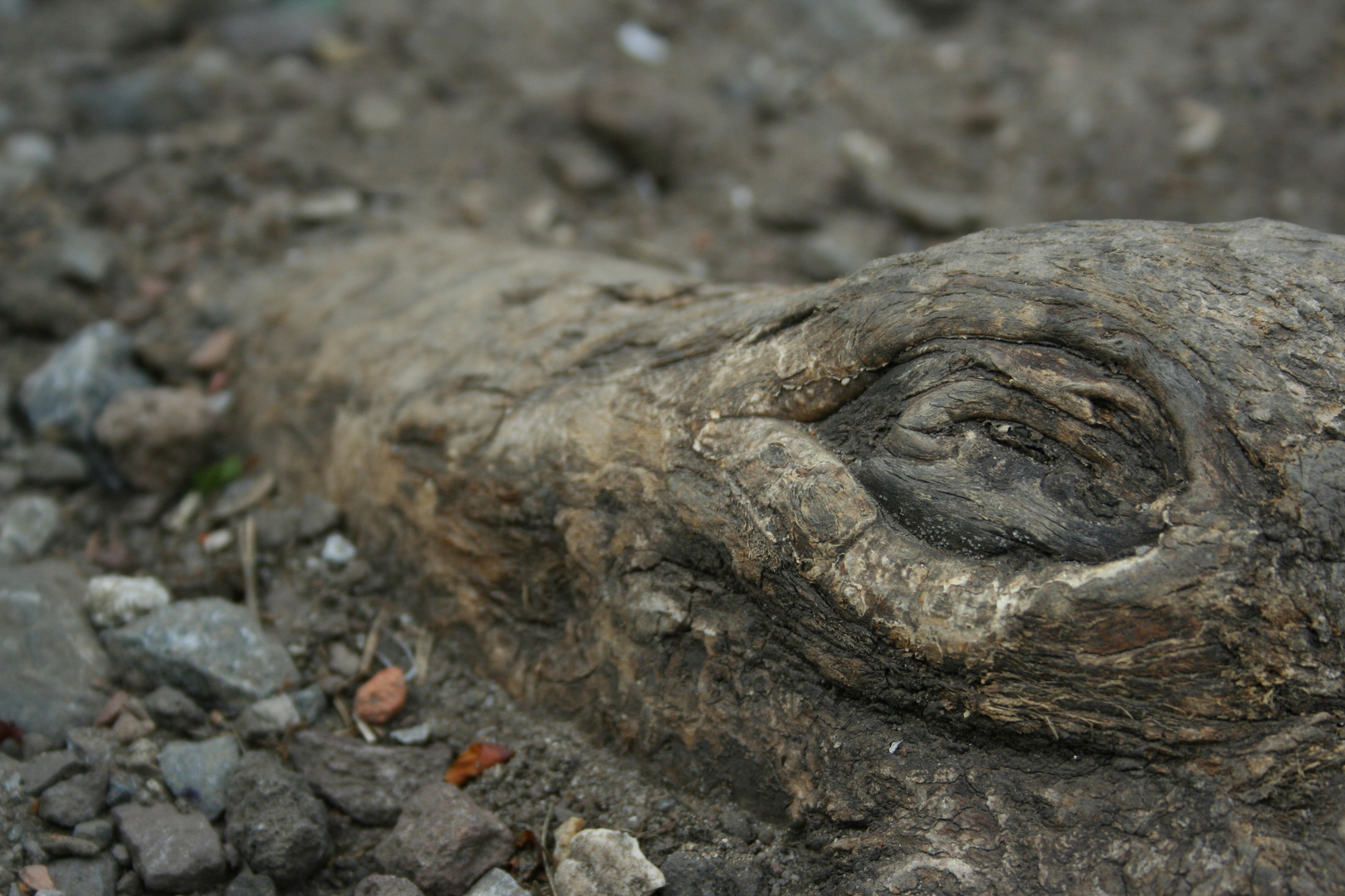 The wooden Crocodile