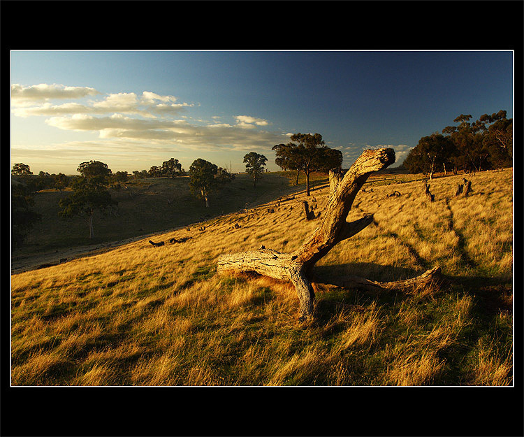 ~ The Wooden reptile ~