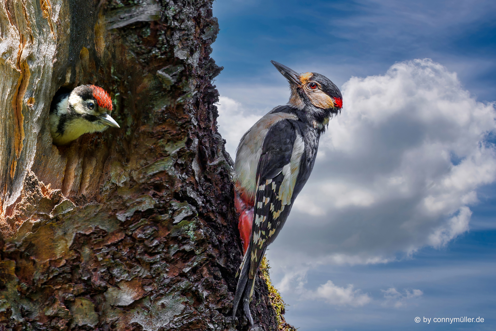 The Woodpeckers