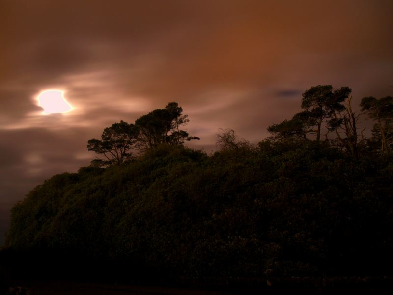 The woods at night