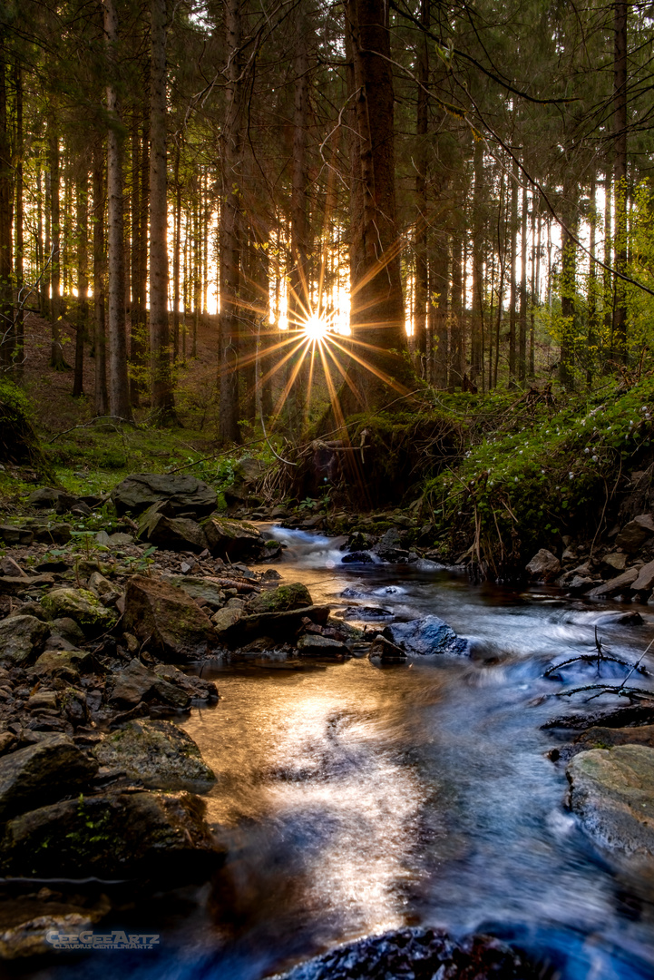 The Woods in Black Forest