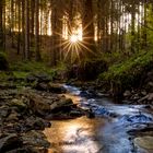 The Woods in Black Forest