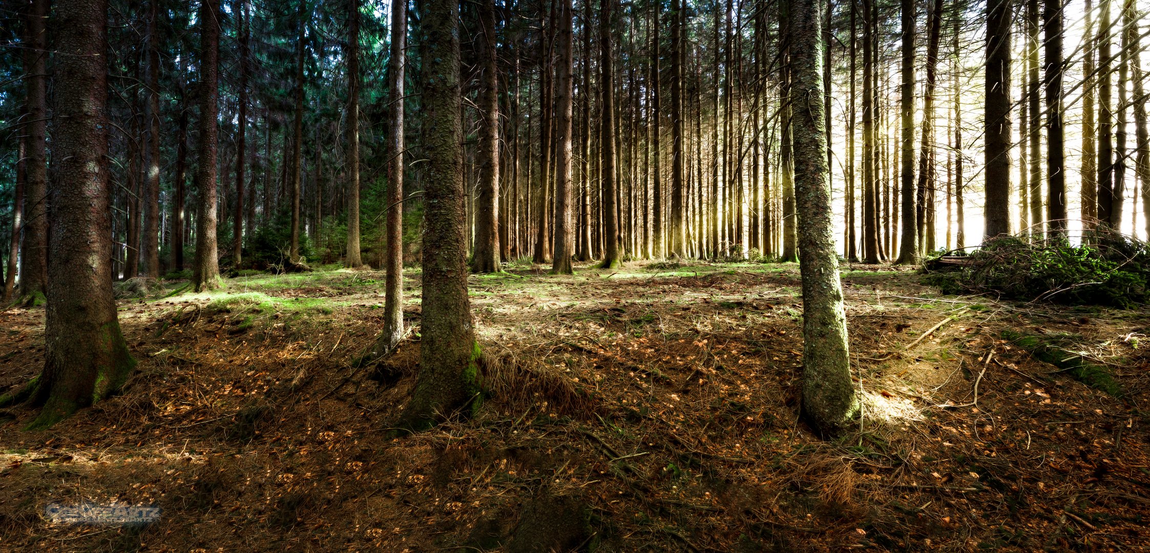 The Woods in Black Forest