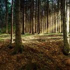 The Woods in Black Forest