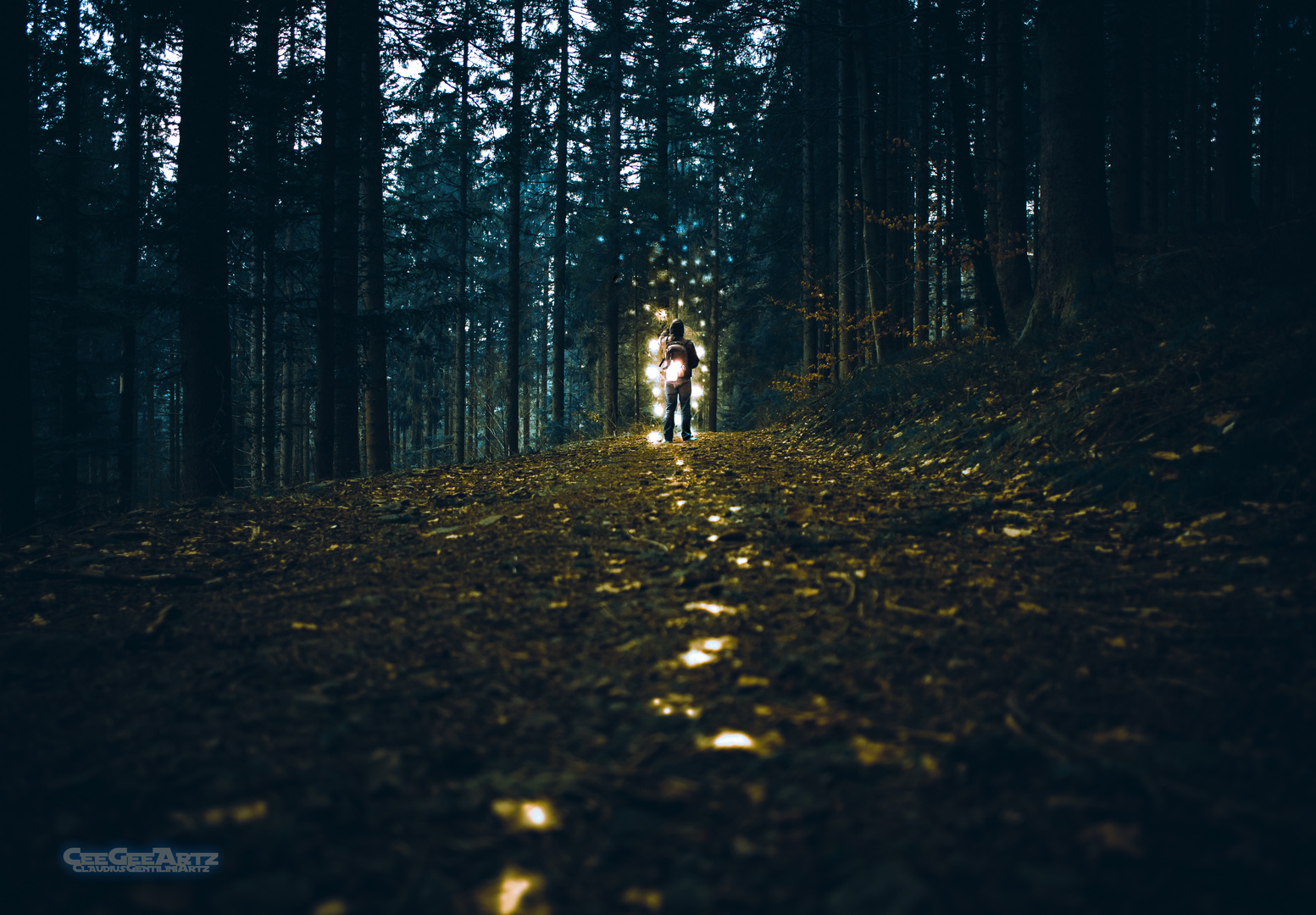 The Woods in Black Forest