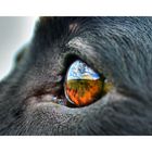 The World in Dog Eyes