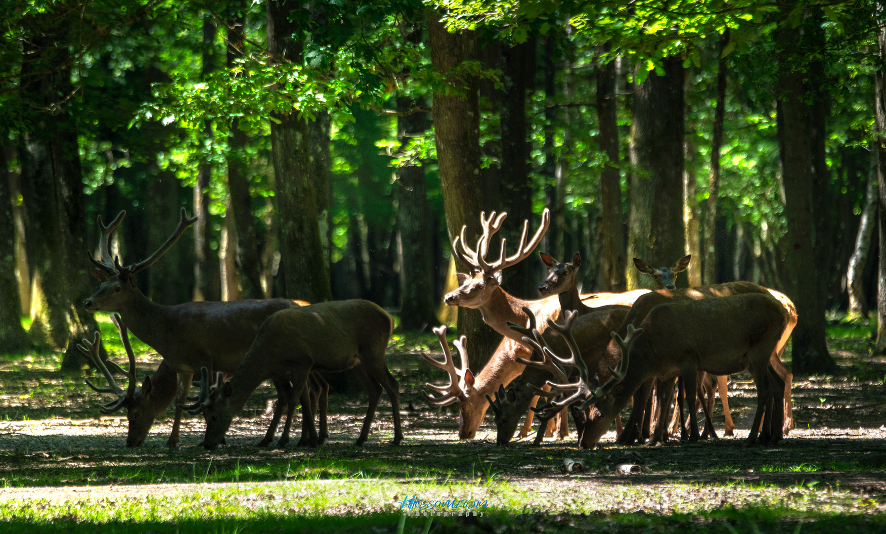 The World of Deer