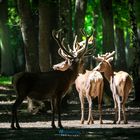 The World of Deer