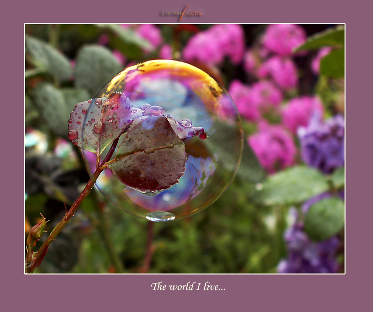 The world through the soap bubble