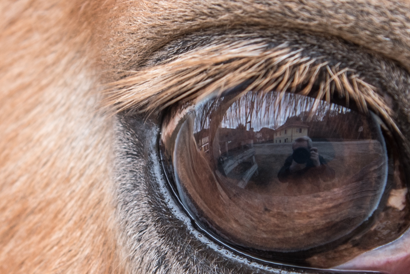 The world with the eyes of a horse