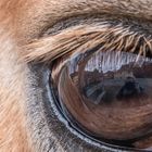 The world with the eyes of a horse