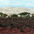 *** The Yanerbie Sand Hills ***