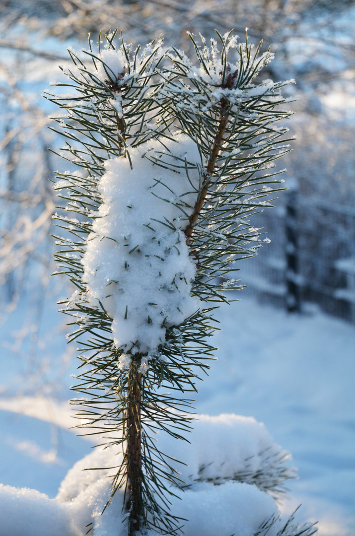 The yang pine and snow