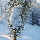 The yang pine and snow