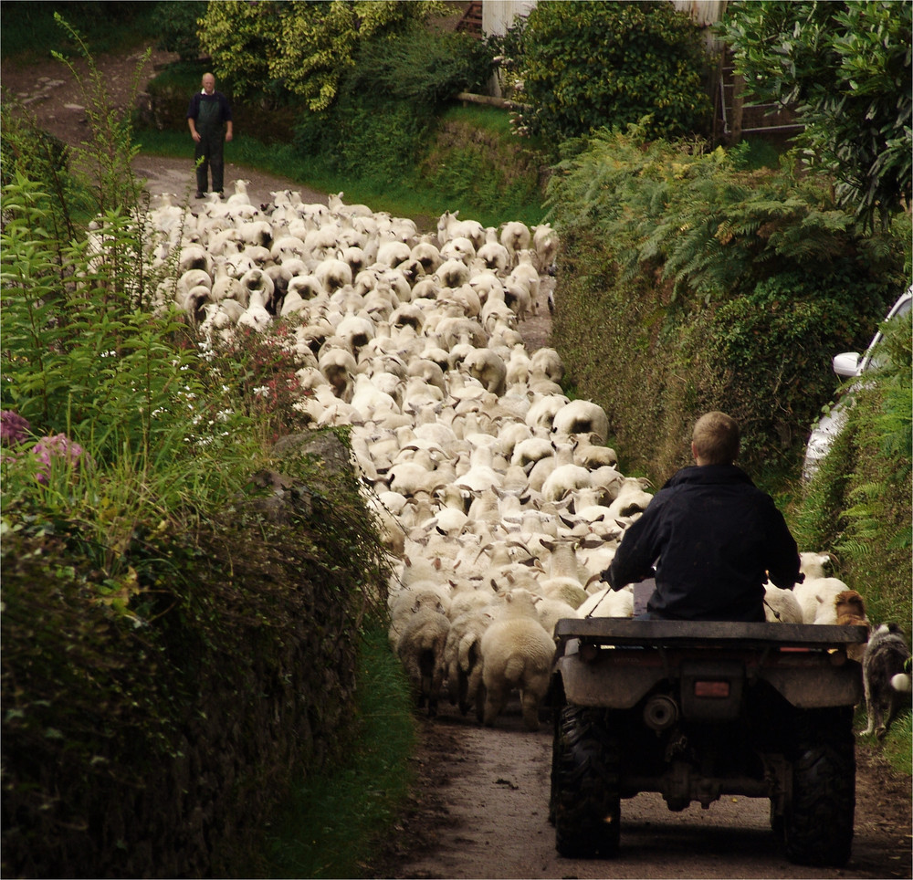 The Year Of The Working Sheep Dog