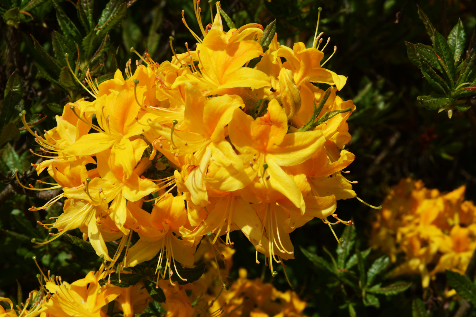 The yellow azalea