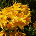 The yellow azalea