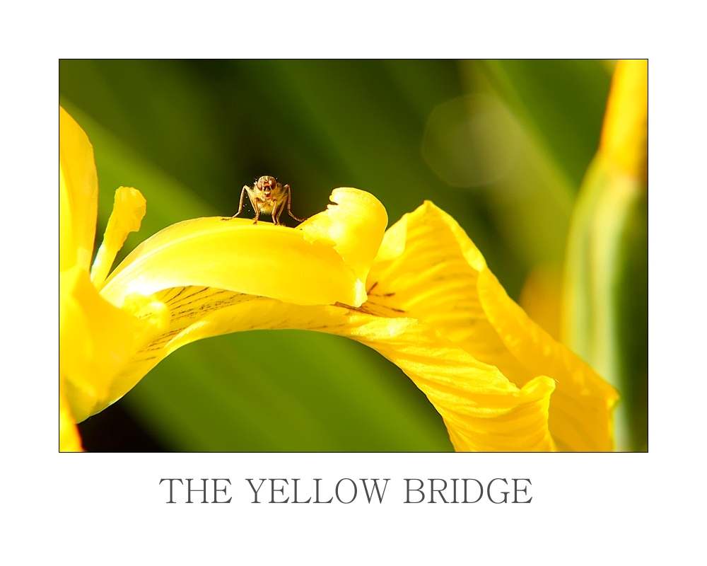 THE YELLOW BRIDGE