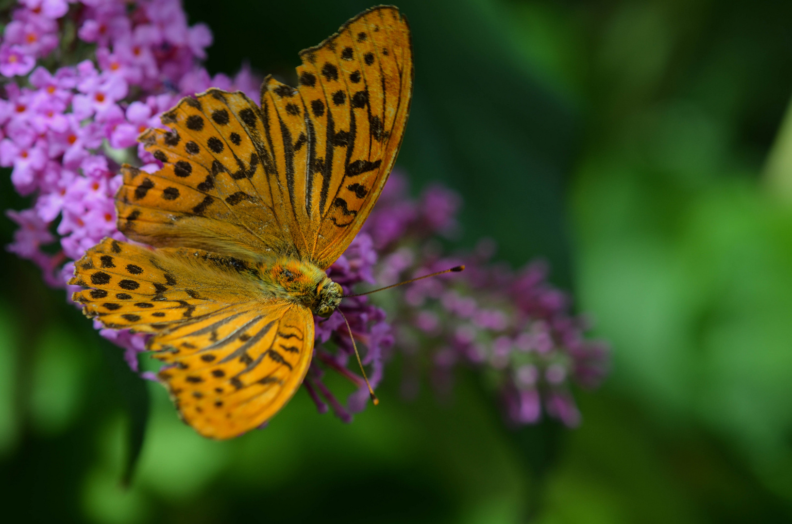 The Yellow Butterfly