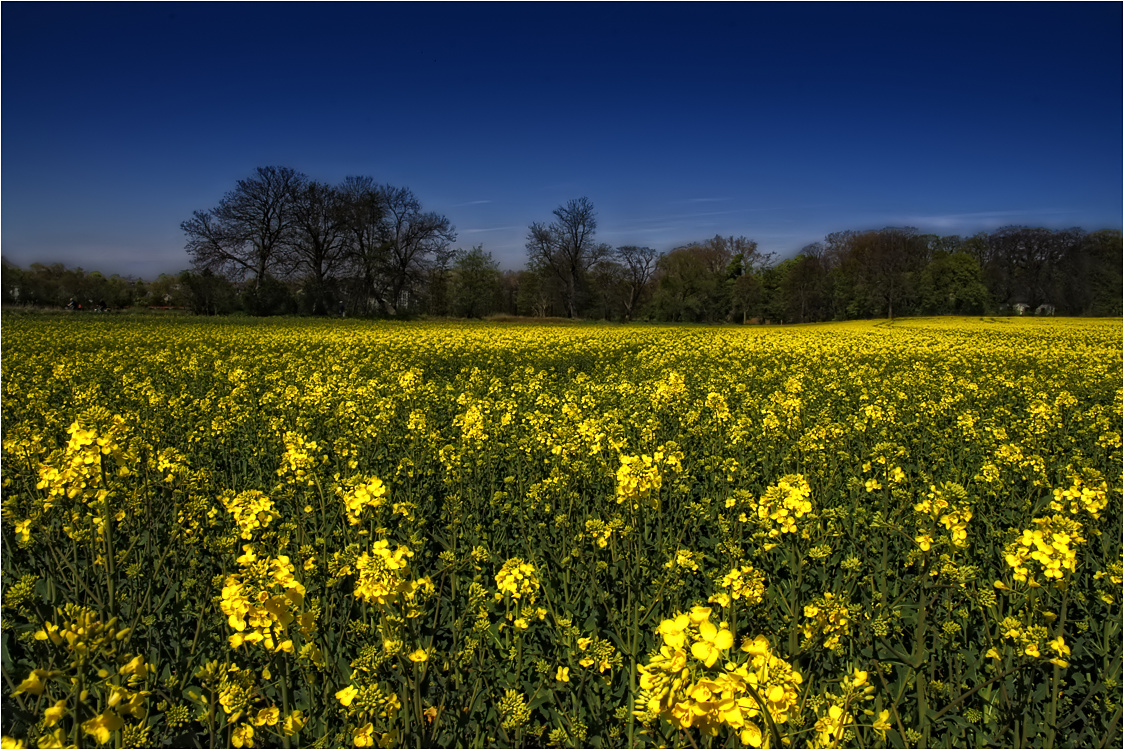 the yellow dream