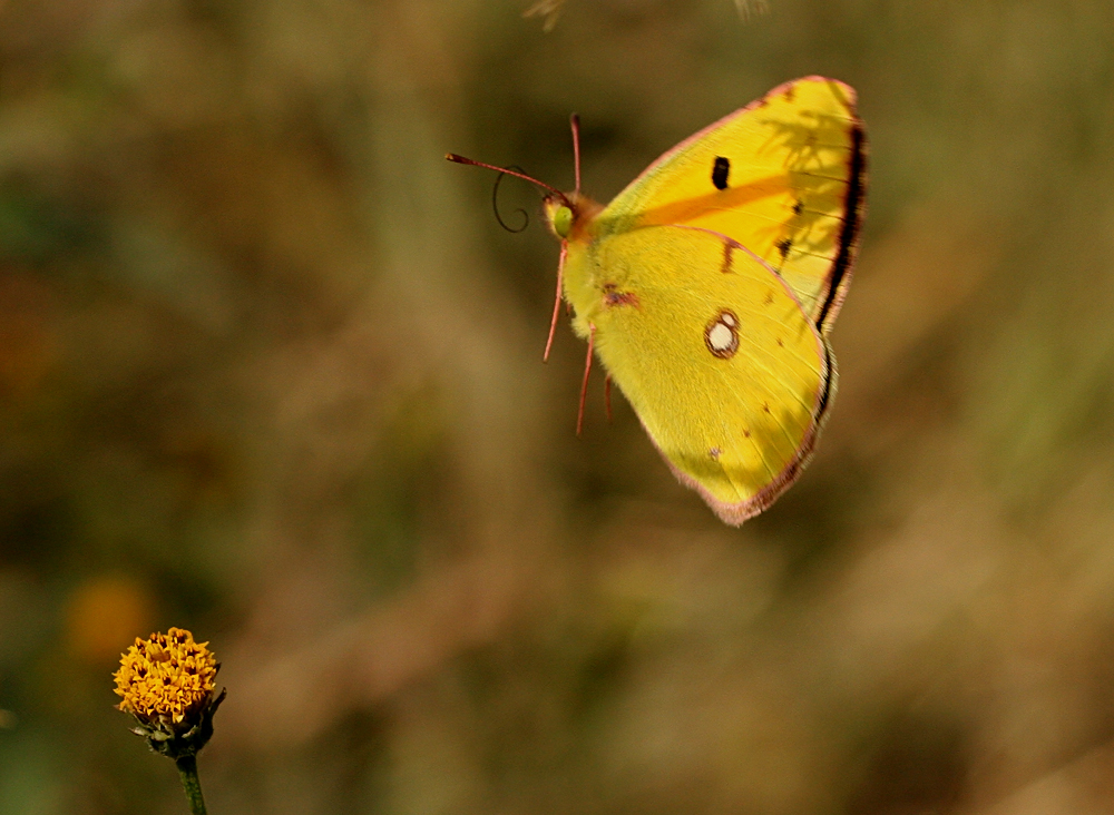 The yellow dream