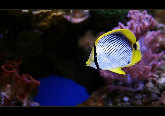 The Yellow Fishie