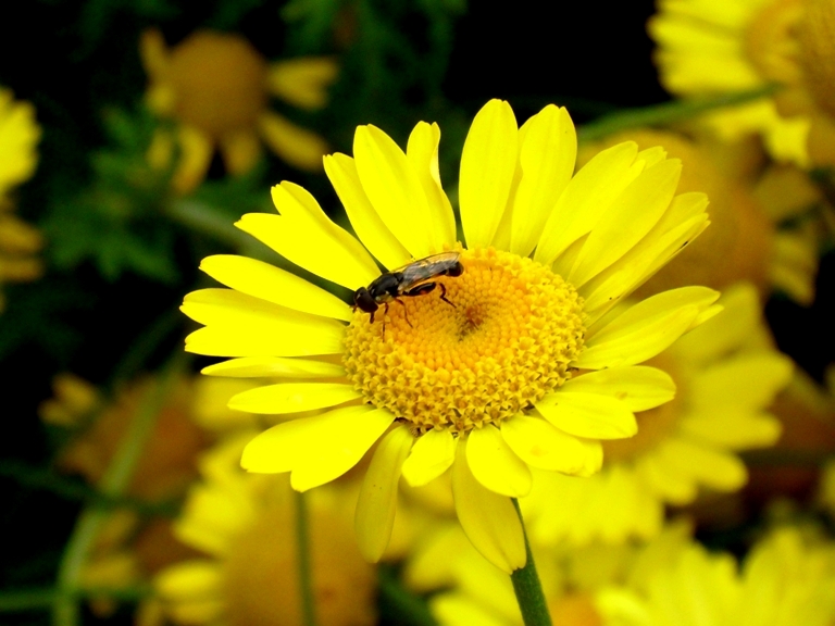 The Yellow Flower