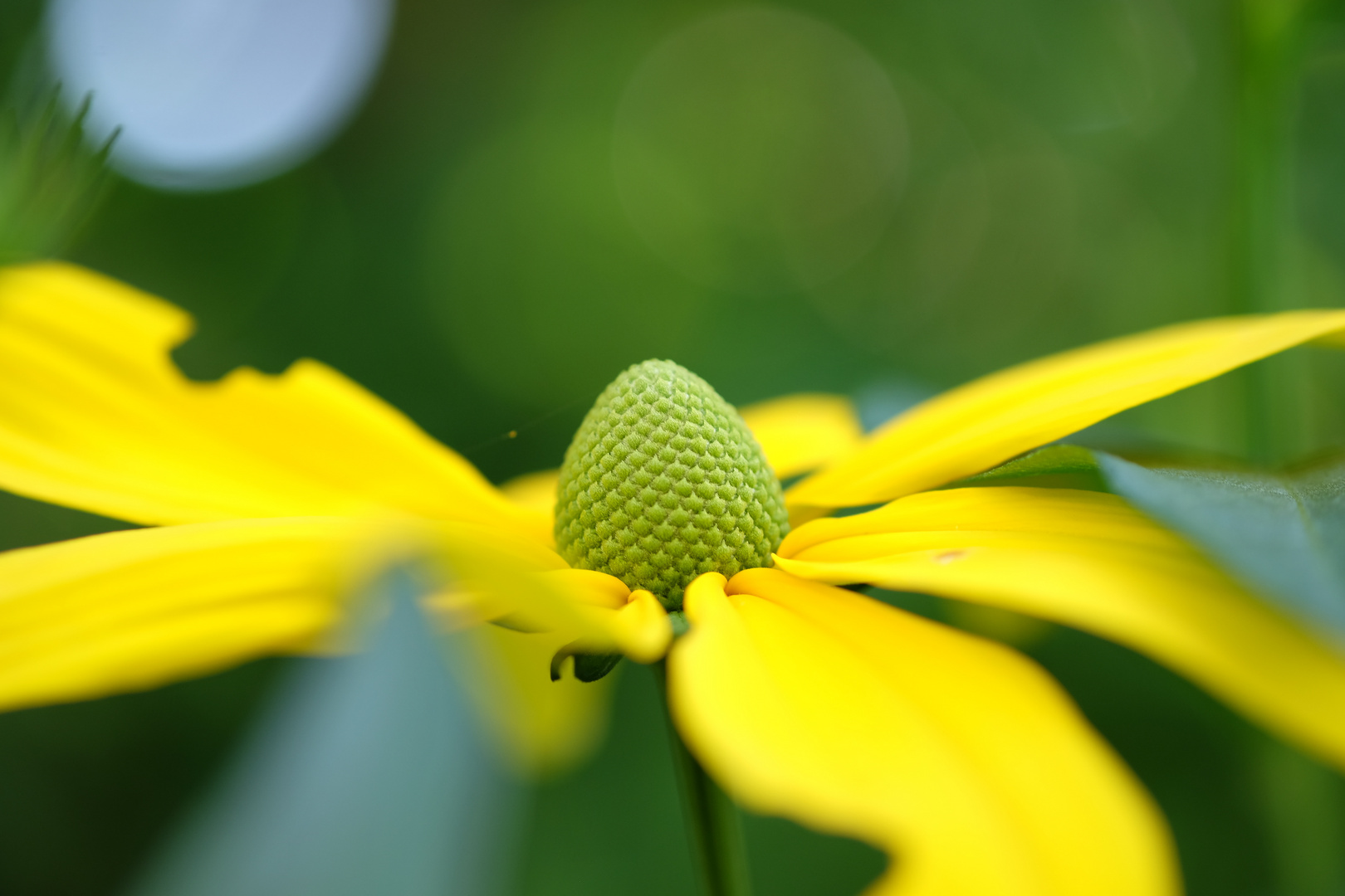 the yellow Flower