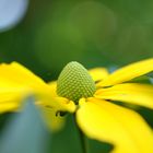 the yellow Flower