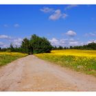 The yellow flowers road