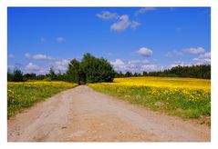 The yellow flowers road