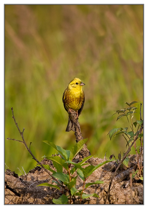 The yellow-hammer (bunting)