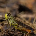 the yellow jumper