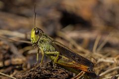 the yellow jumper