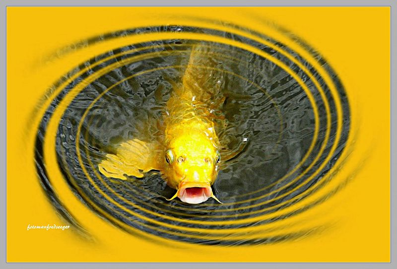 THE YELLOW KOI