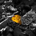 the yellow leaf