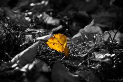 the yellow leaf
