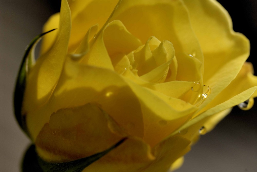 The yellow rose