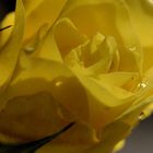 The yellow rose