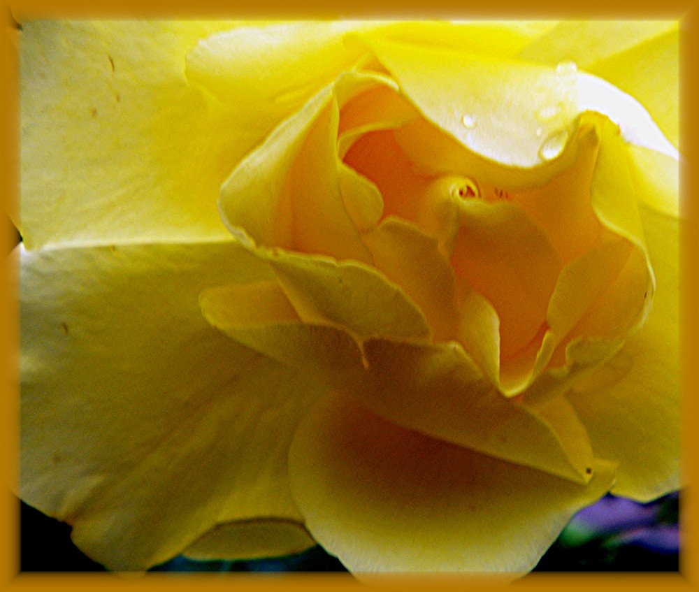 The Yellow Rose of Texas