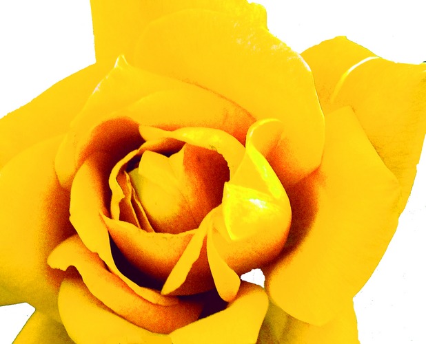 The Yellow Rose of Texas