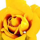 The Yellow Rose of Texas