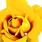 The Yellow Rose of Texas