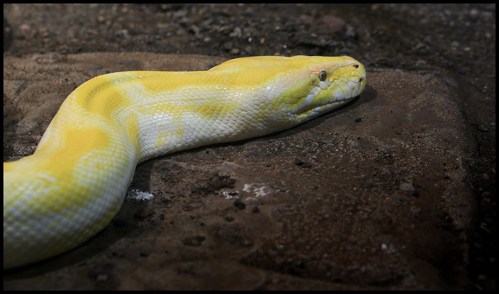 the yellow snake...