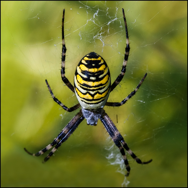 ...The Yellow Spider...