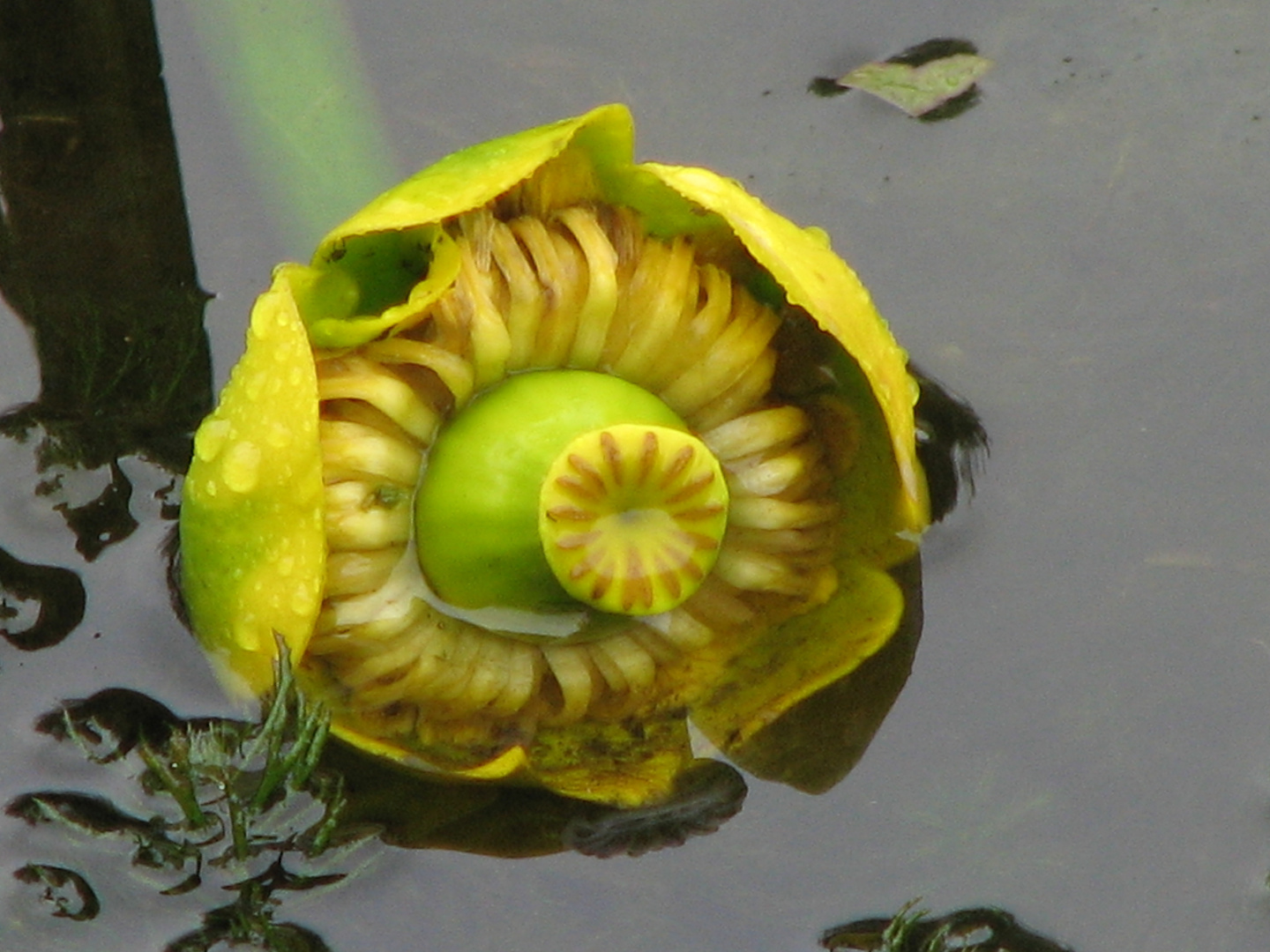 The Yellow Water-lily